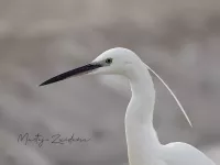 Kleine Zilverreiger [Egretta garzetta]